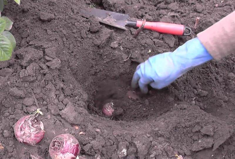 Гиацинты желательно пересаживать каждый год. Повторно высадить растения на старый участок можно не раньше, чем через 3 года