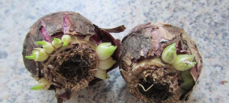 Если посадить луковицы примерно одного размера, то период цветения растений будет проходить одновременно