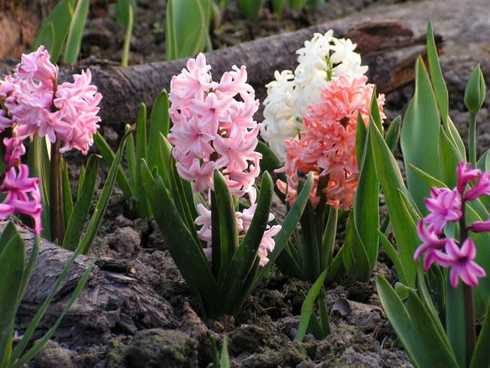 За гиацинтами необходим тщательный уход. Почва около них всегда должна быть рыхлой, наличие сорняков категорически недопустимо