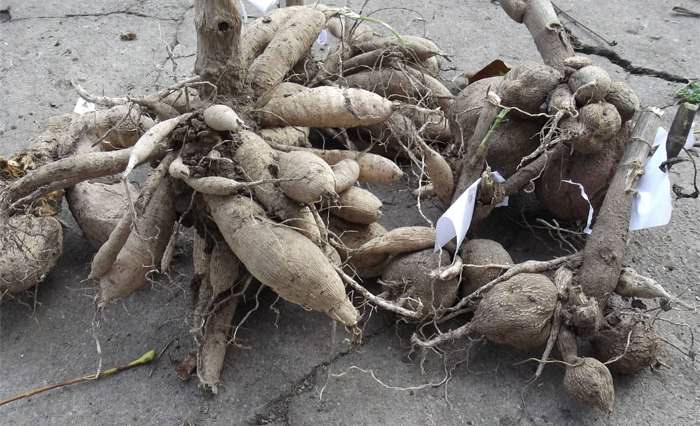 Проращивание клубней георгинов позволяет разделить большой сохраненный корень на несколько частей и выбрать для посадки самые сильные отростки