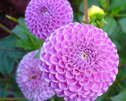 Георгины — теплолюбивое многолетнее растение