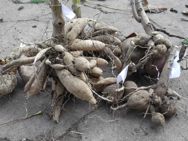 Надежнее размножать георгины клубнями весной