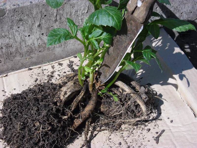 Деление клубней георгин производится острым ножом