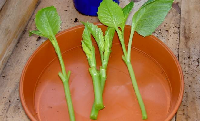 Укореняемые черенки помещаем в воду нижней частью или производим посадку в кокосовый субстрат или другую почвосмесь