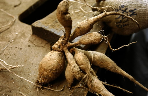 Садить георгины клубнями можно только после того, как земля полностью согреется на всю глубину плодородного слоя. Это обычно конец мая или даже начало июня