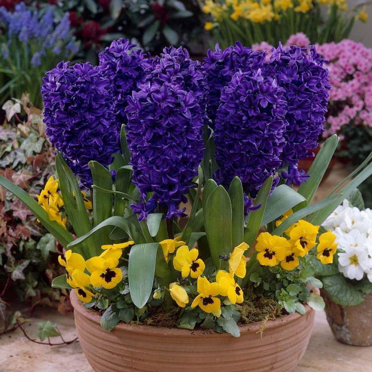 К поздним растениям относится Синий сапфир, плотное соцветие которого усыпано большим количеством колокольчиков небесно-голубого окраса