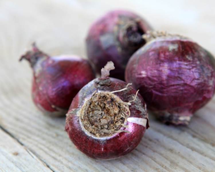 Выкопанные луковицы неделю просушивают в темном, сухом помещении в комнатных условиях