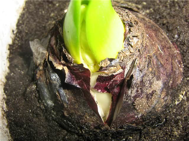 Луковица примерно на 1/3 должна выглядывать из почвы в горшке, который ставят в прохладное место