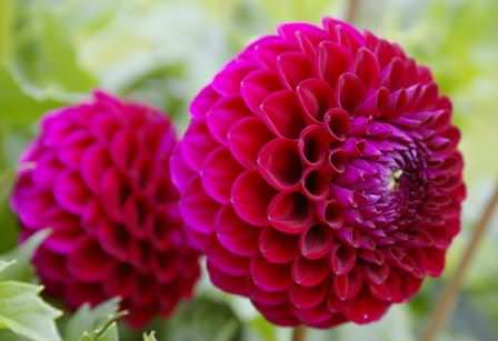 Подкормка для георгинов — это меры экстренной помощи голодающему растению