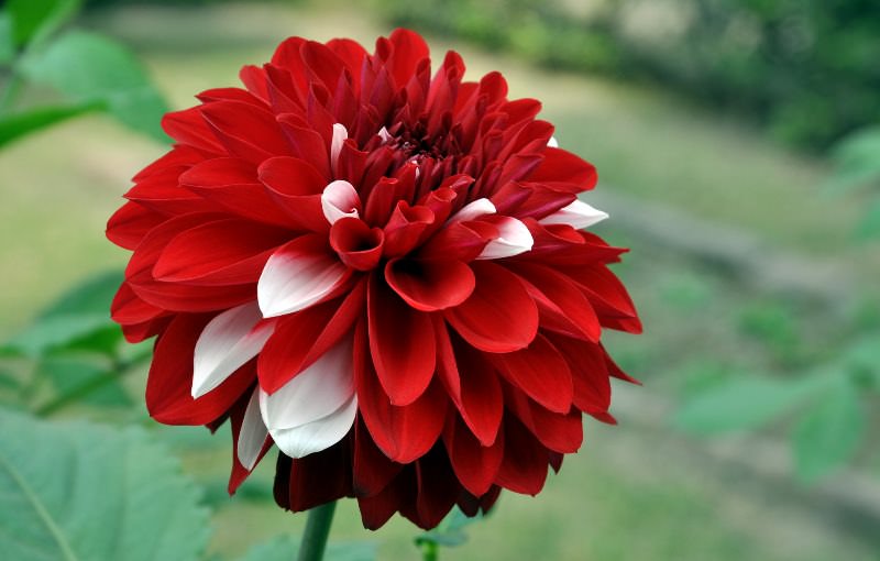 Главным недостатком этих растений является их полная непереносимость морозов