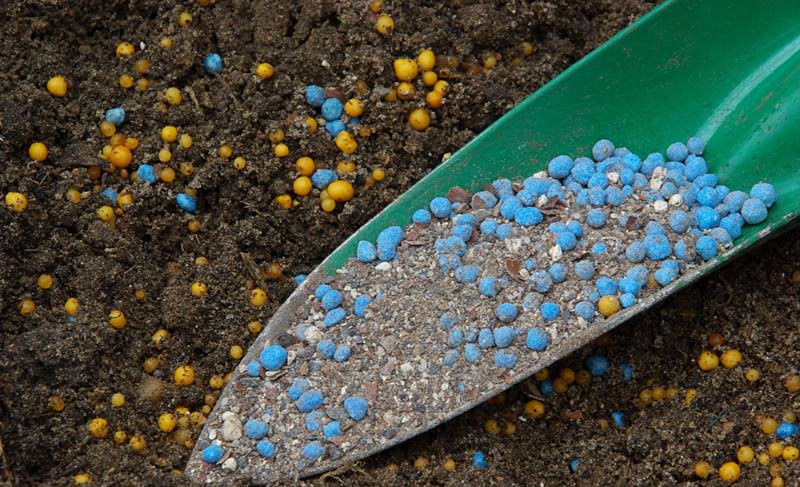 Подкормить георгины можно периодическим внесением минеральных комплексных удобрений весной сразу после посадки клубней в грунт