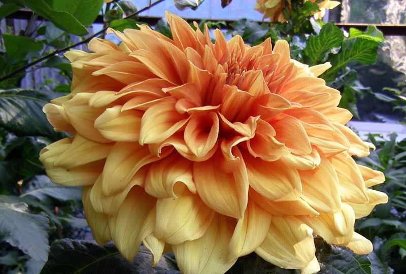 Для одиночной культивации в предпочтении гибридные сорта с большими соцветиями, типа георгина изменчивая Монарх Востока