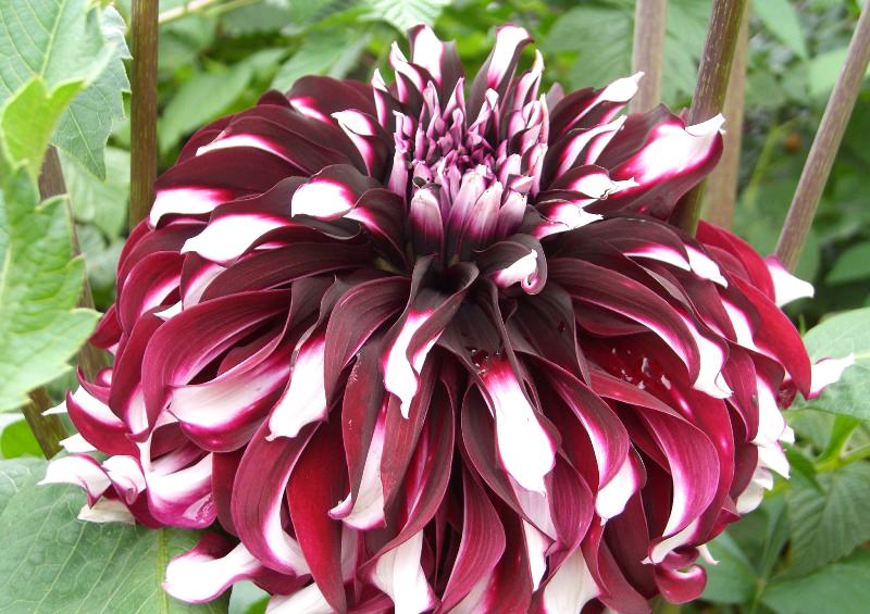 Георгины: лучшие сорта и рекомендации по уходу