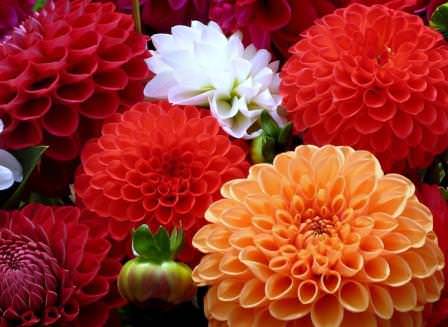 Хранение георгинов зимой — ответственное и важное дело для тех, кто привык каждый год радоваться шикарным цветам