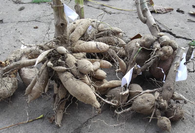 Клубни георгинов необходимо будет выкопать, очистить от грунта, высушить и убрать на хранение