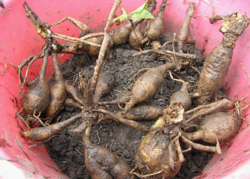 Уборка и зимнее хранение георгин в погребе будут невозможны, если не обработать клубни фунгицидом или серой