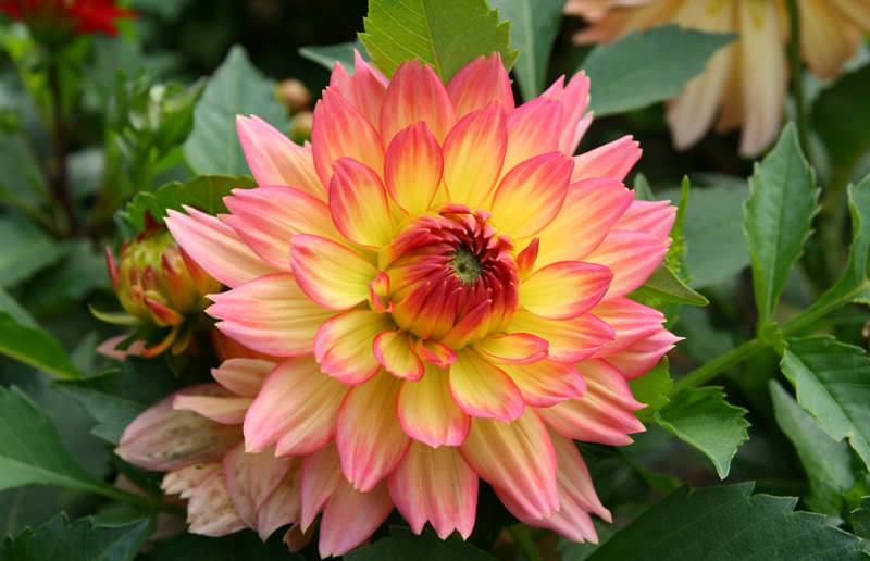 Пытаться сохранить георгины в квартире следует лишь в том случае, если нет никакой возможности поместить их на зиму в подвал или другое неотапливаемое помещение, где более подходящий для растений микроклимат