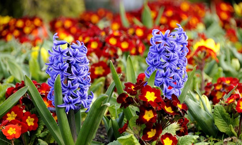Гиацинты: посадка и уход в открытом грунте