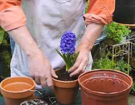 Реализуют такие растения обычно в их лучшем товарном виде, то есть пышно цветущими. Поддерживается такое состояние в тесном сосуде обычно с помощью химии