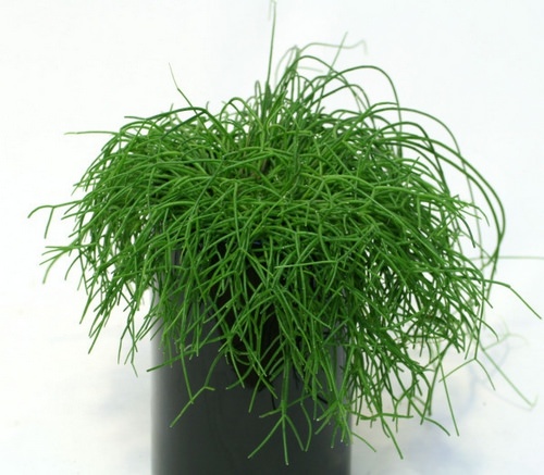 Рипсалисы относятся к роду эпифитных кактусов