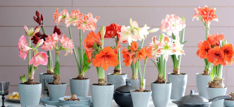 Гиппеаструм характеризуется выраженным сортовым разнообразием