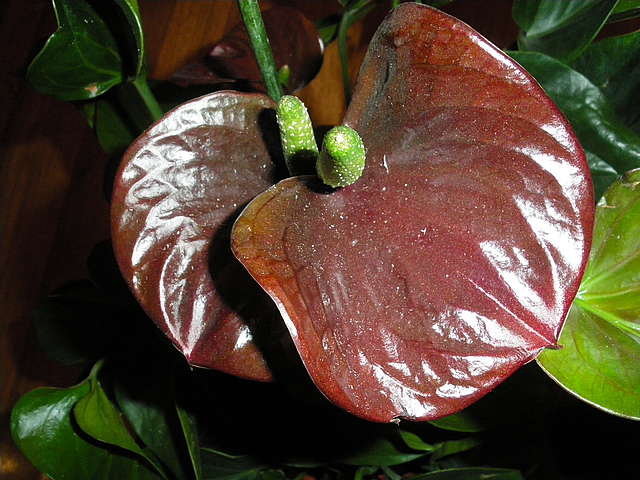 Антуриум Шерцера Шоколад Лав