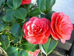 Камелия в саду радуют многих садоводов