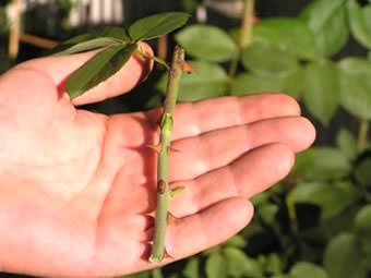 Летом размножение и черенкование розы является более естественным и удачным