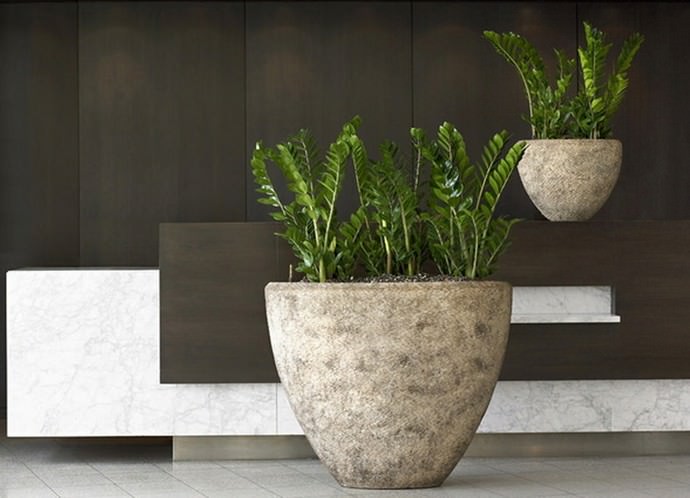 Природная вариация декоративного растения представлена замиокулькасом ланцетовидным, обладающим более длинными, ланцетовидными листовыми пластинками