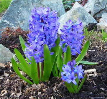 Это растение родом из теплых краев, но и там есть перерыв на зимний покой