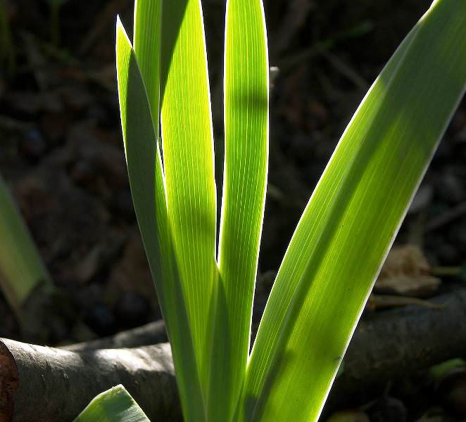 Если у гиацинта желтеют листья посреди зимы, то это означает, что он решил отдохнуть