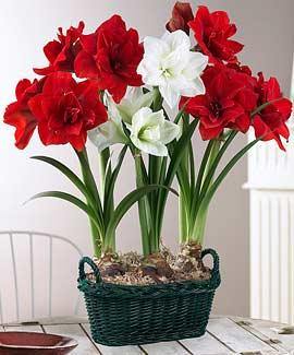 Гиппеаструм - травянистый луковичный многолетник