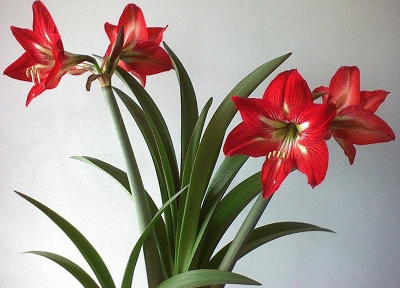 Имея дикое происхождение, сегодня этот цветок можно встретить практически в любом доме и магазине