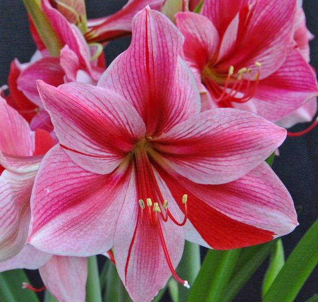 Родина гиппеаструма - жаркие тропики, в основном они распространены в Латинской и Центральной Америке