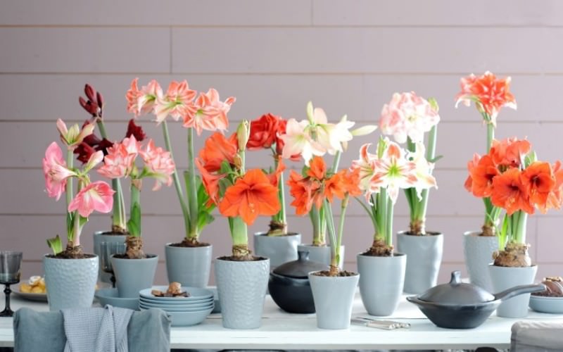 Сорта гиппеаструмов достаточно многообразны благодаря селекции этого яркого и красивого растения