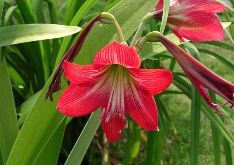 Особых требований к уходу у гиппеаструма нет