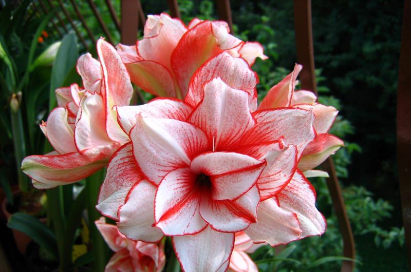 Для того чтобы получить красивый и большой бутон, растение нужно обеспечить полноценным периодом покоя в темном, сухом и прохладном месте