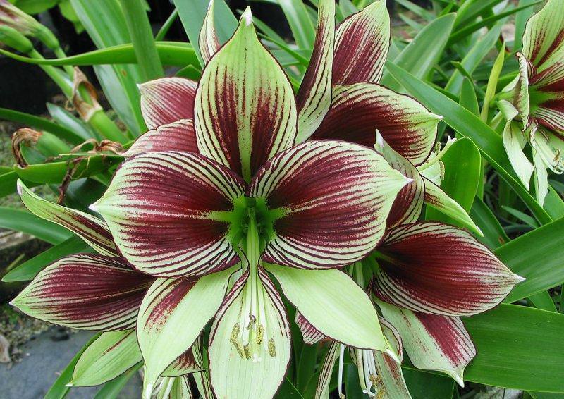 Благодаря возможности скрещивания между собой разных видов, было выведено большое количество видов гиппеаструма