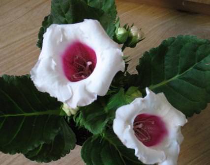 Глоксиния аванти — это клубневое растение из Южной и Центральной Америки