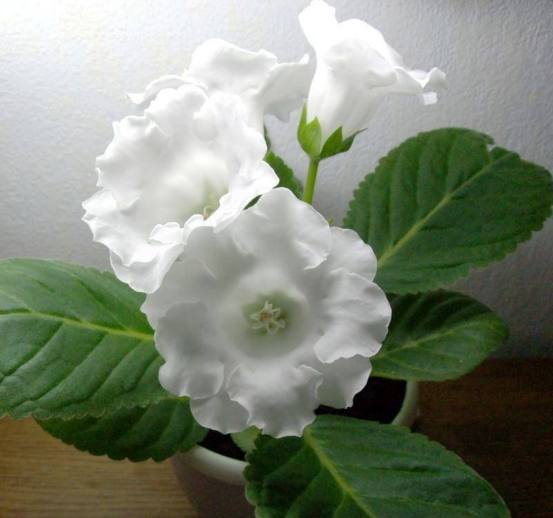 Глоксиния — название устаревшее. Новое — это синнингия прекрасная, о чем само растение не подозревает и хорошо цветет при любом имени