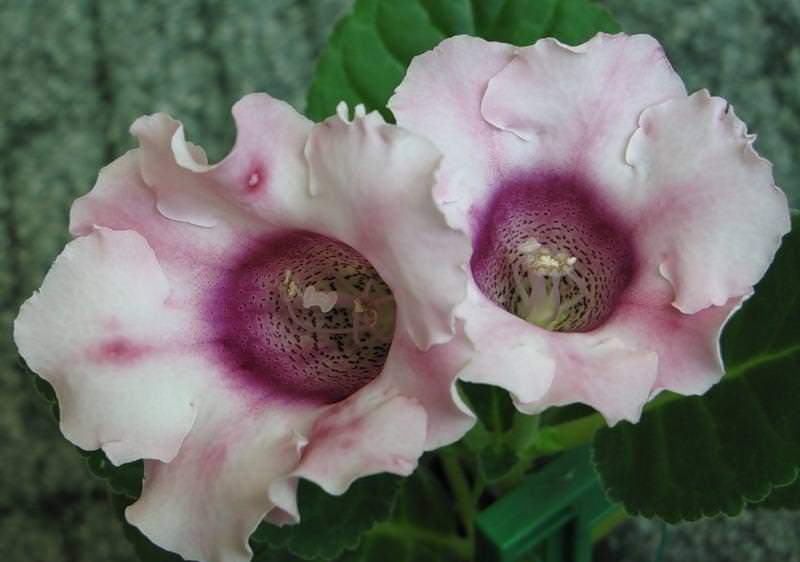 В наших условиях эта тропическая гостья сама понимает, что наступила зима. Где-то к декабрю она перестает цвести и сбрасывает листья