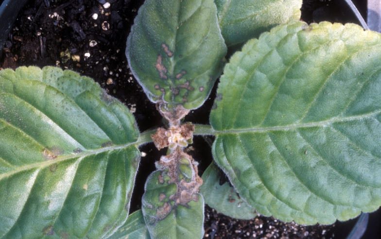 Филлостиктоз — довольно распространенная болезнь. На листьях появляются темные округлые пятна. Их середина имеет коричневый цвет
