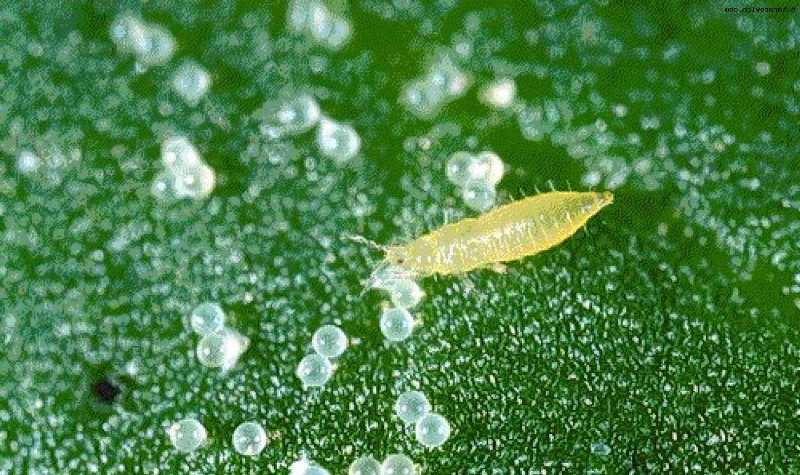 Наиболее популярный вид вредителей глоксинии — трипсы