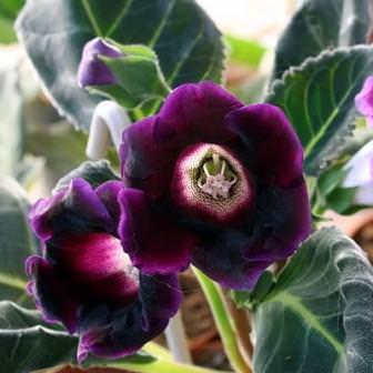 Глоксиния императрица F1 - это действительно королевский сорт