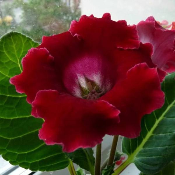 Цветки достигают величины в 8-10 см. Розетки компактные, аккуратные, количество одновременно распускающихся цветков достигает 10 и более экземпляров