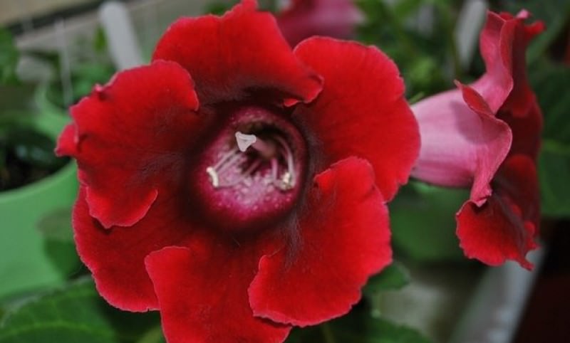 Европейцы были очарованы этим растением, а селекционеры с усердием принялись за выведение новых сортов