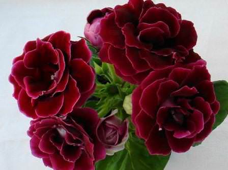 Поражает необычайной красотой глоксиния Есения