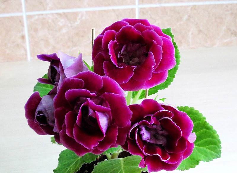 Глоксиния — комнатный цветок