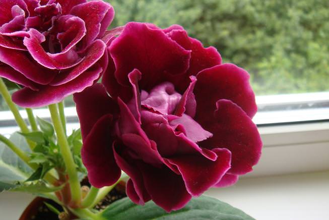 Иначе его называют глоксиния Синнингия или просто Синнингия