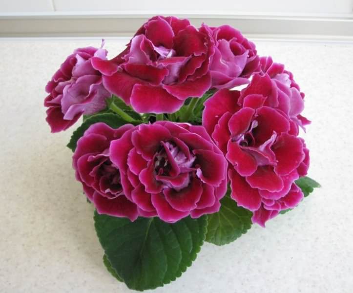 Среди всего разнообразия растения существуют простые сорта, махровые